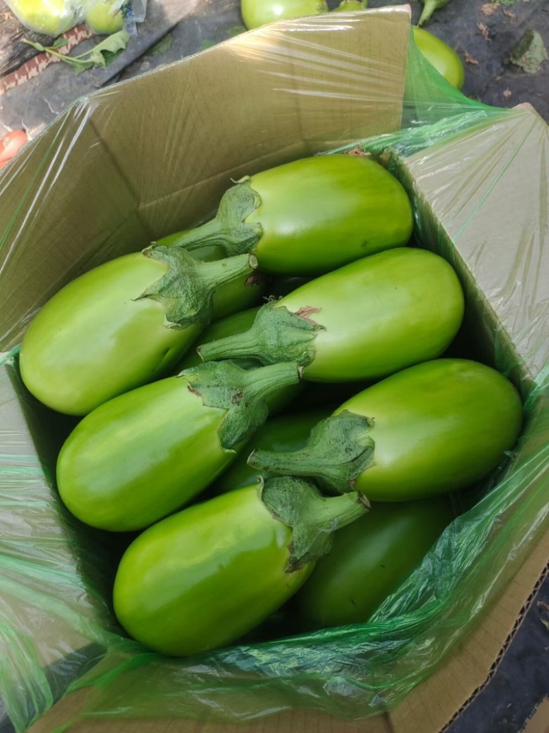 青茄子，大量货源，保证质量，产地直发，预定中…