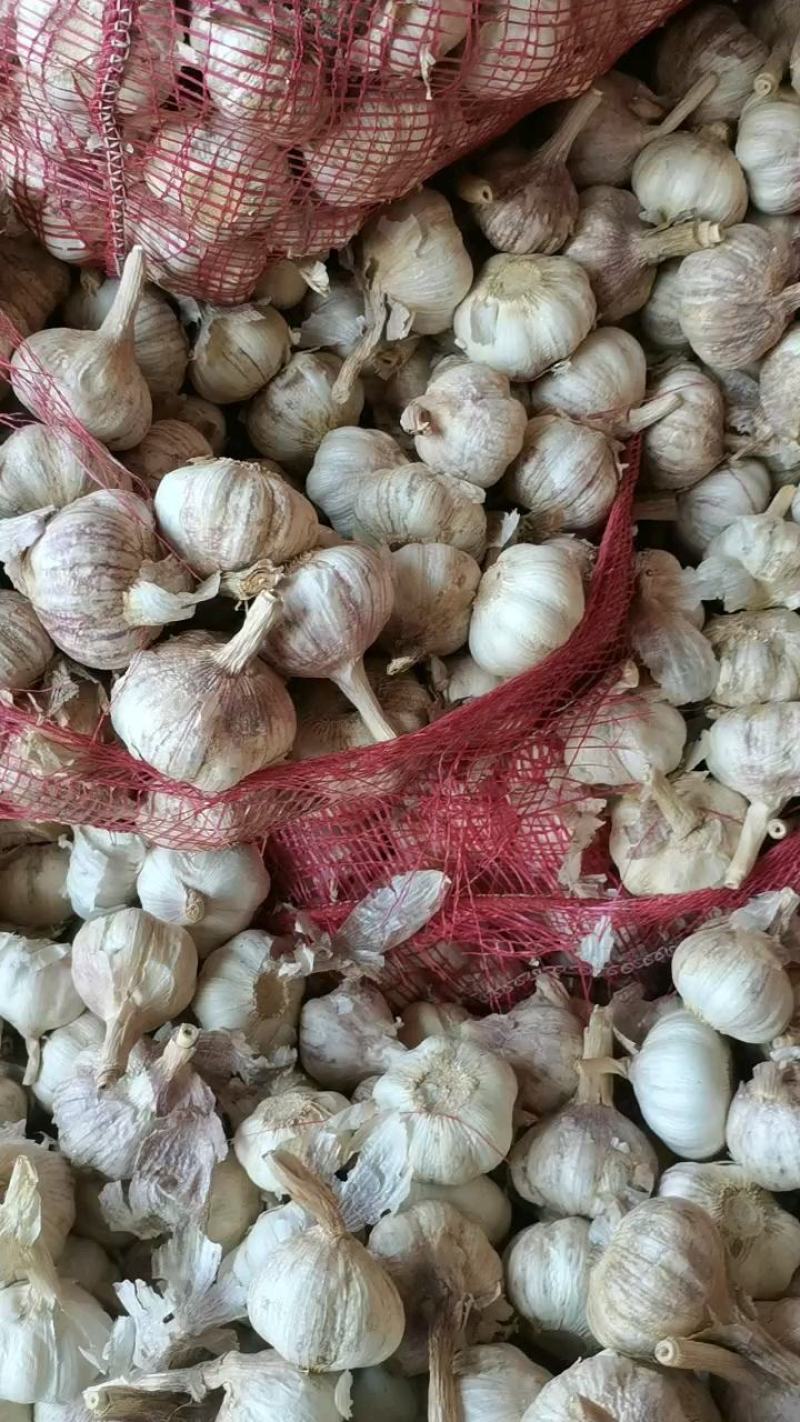山东济宁混装紫皮蒜大蒜把子蒜个头大四六瓣供各种包装全国接单
