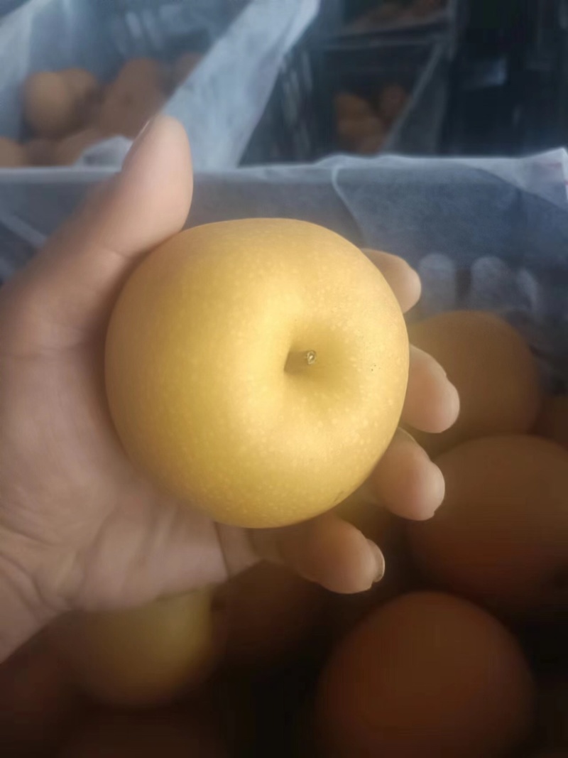 河北秋月梨一手货源质量保证批发店铺，价格美丽
