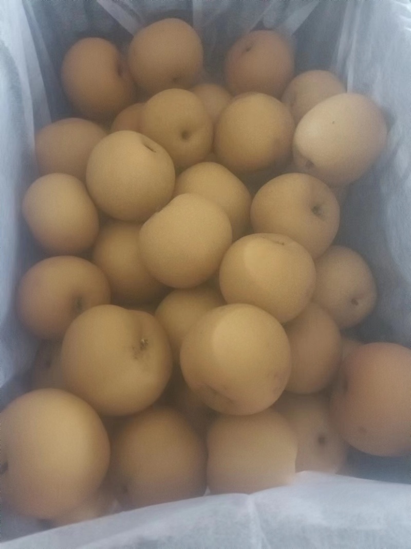河北秋月梨一手货源质量保证批发店铺，价格美丽