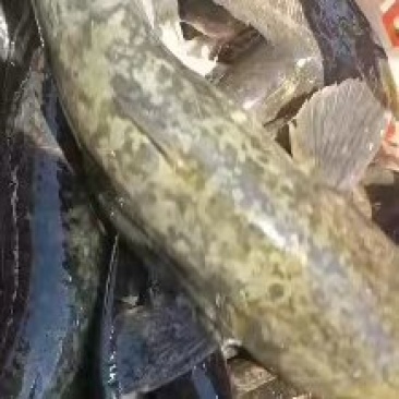 土鲶鱼