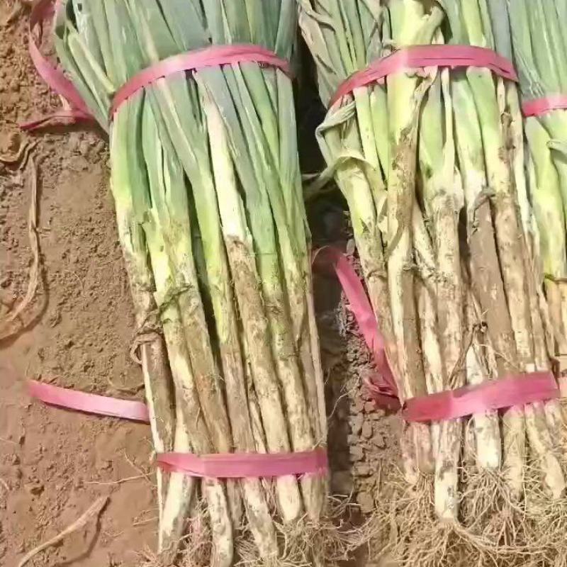 鸡泽大葱