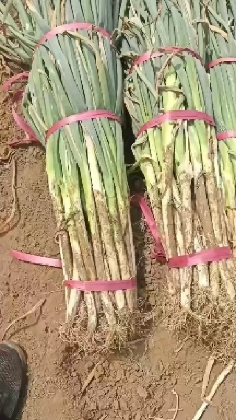 鸡泽大葱