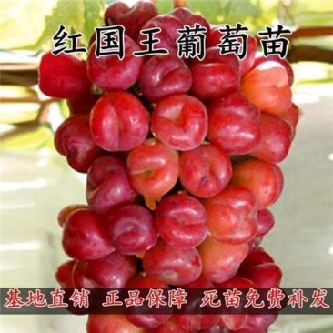 新品红国王葡萄苗地载盆栽心愿葡萄树苗南方北方露天果树