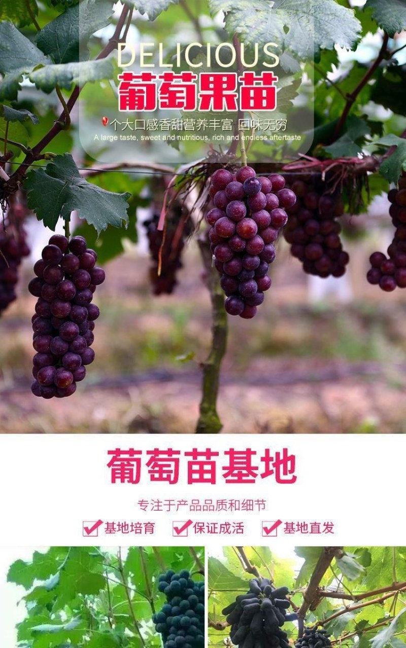 新品红国王葡萄苗地载盆栽心愿葡萄树苗南方北方露天果树
