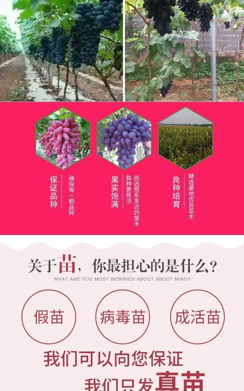 新品红国王葡萄苗地载盆栽心愿葡萄树苗南方北方露天果树