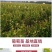 新品红国王葡萄苗地载盆栽心愿葡萄树苗南方北方露天果树