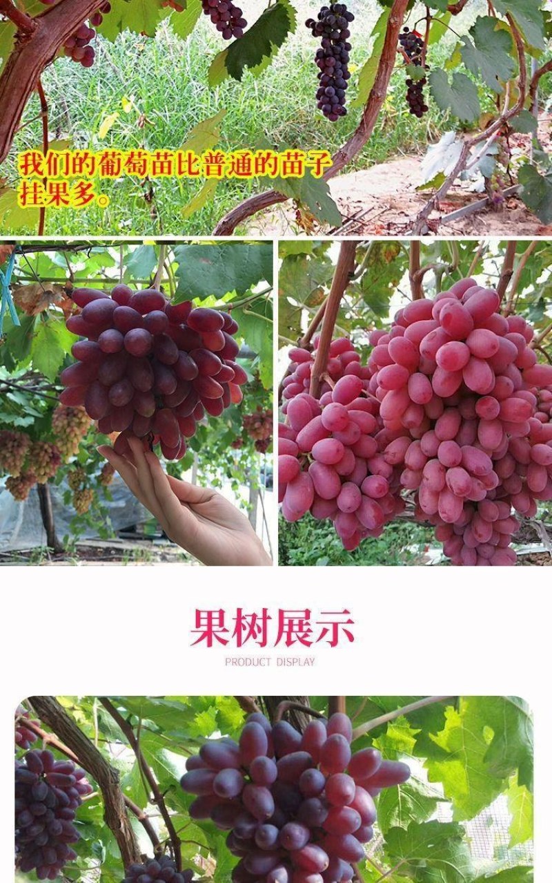 新品红国王葡萄苗地载盆栽心愿葡萄树苗南方北方露天果树
