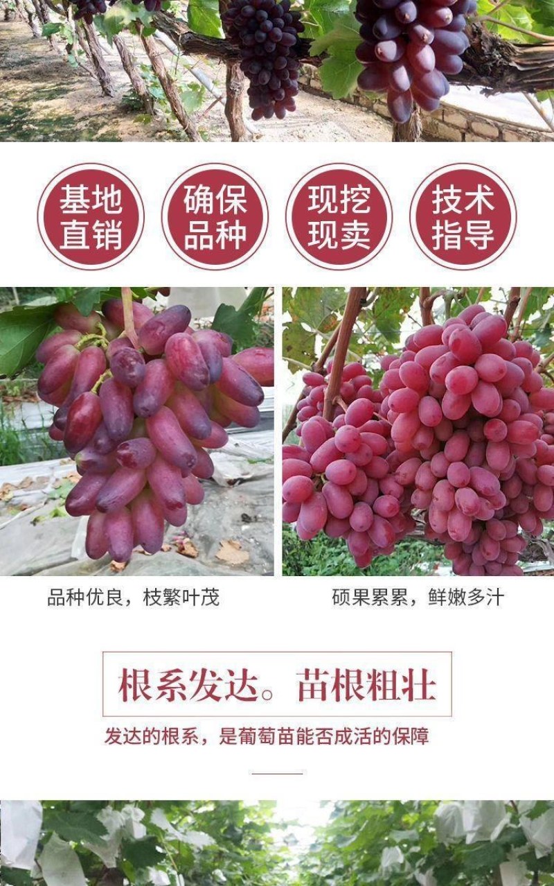 新品红国王葡萄苗地载盆栽心愿葡萄树苗南方北方露天果树