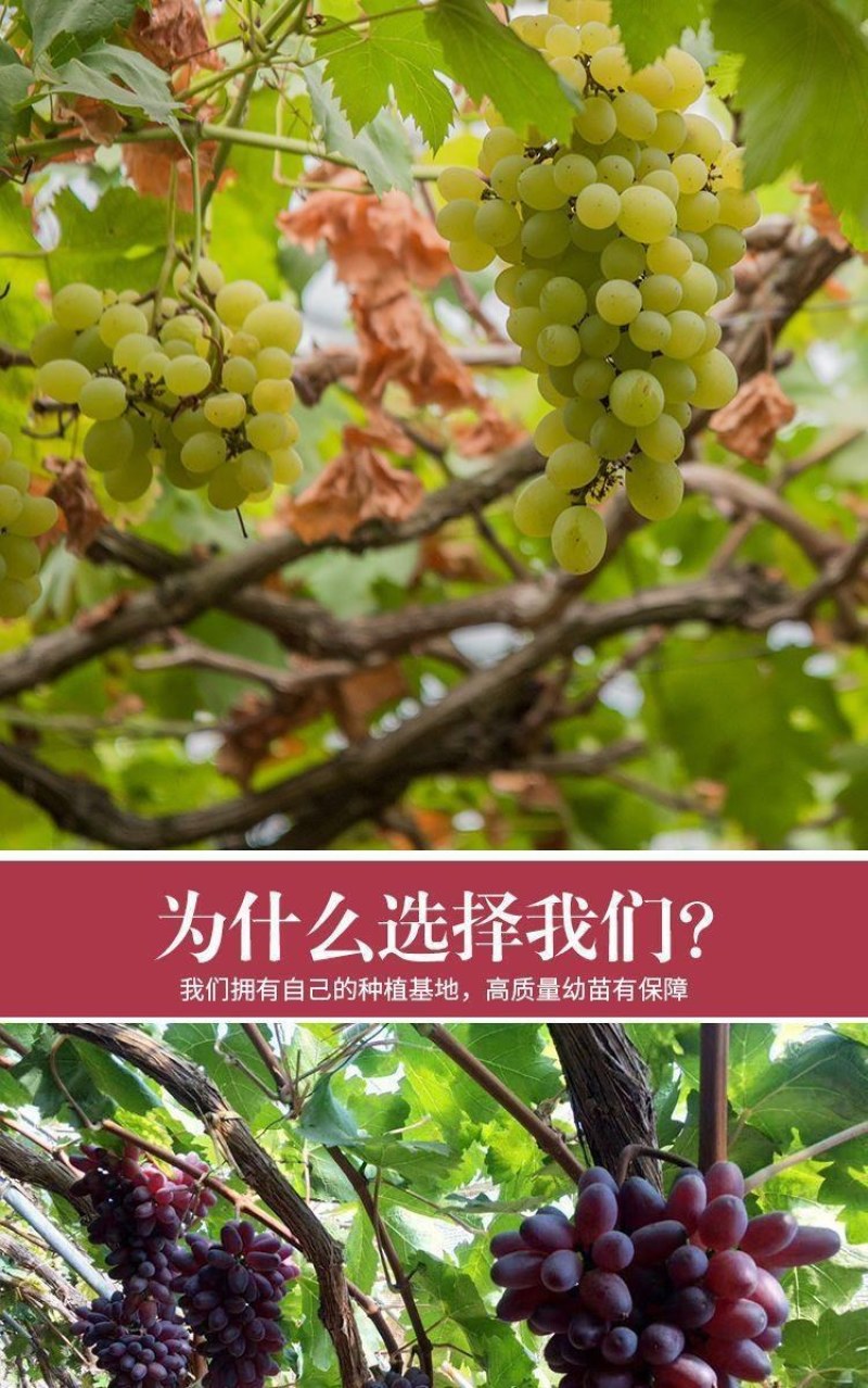 新品红国王葡萄苗地载盆栽心愿葡萄树苗南方北方露天果树