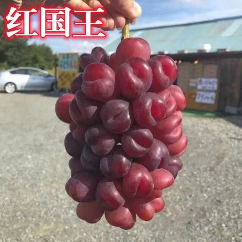 新品红国王葡萄苗地载盆栽心愿葡萄树苗南方北方露天果树