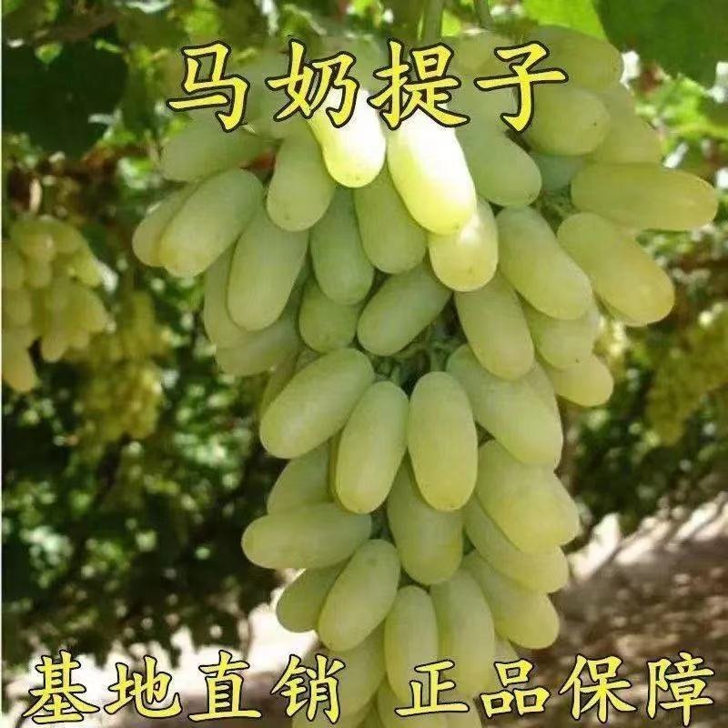 新品种新疆无籽葡萄苗马奶青提果树苗地栽盆栽当年结果南北方