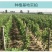 新品种新疆无籽葡萄苗马奶青提果树苗地栽盆栽当年结果南北方