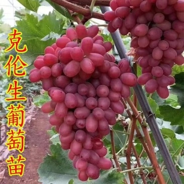 克伦生葡萄苗无籽无核红提树苗红提克瑞森葡萄苗晚熟南北