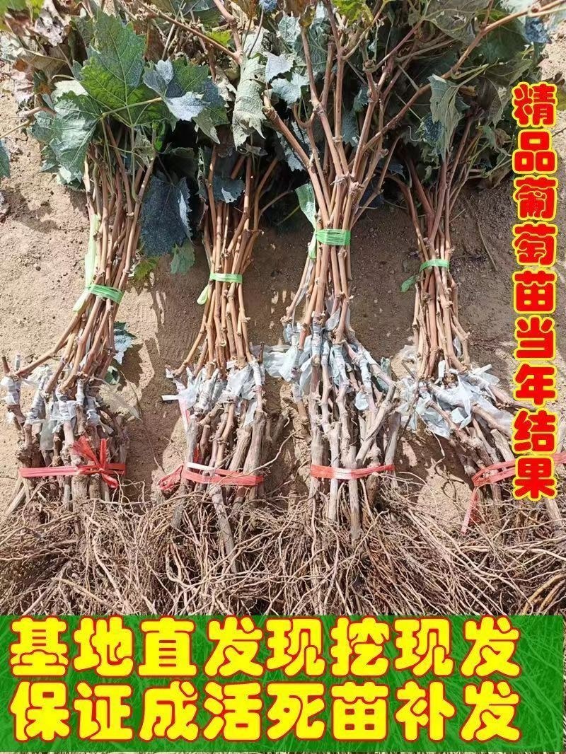 克伦生葡萄苗无籽无核红提树苗红提克瑞森葡萄苗晚熟南北