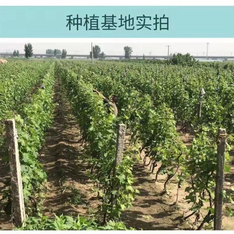 克伦生葡萄苗无籽无核红提树苗红提克瑞森葡萄苗晚熟南北