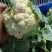 白花菜实花菜江苏白花菜基地直发大量上市超市