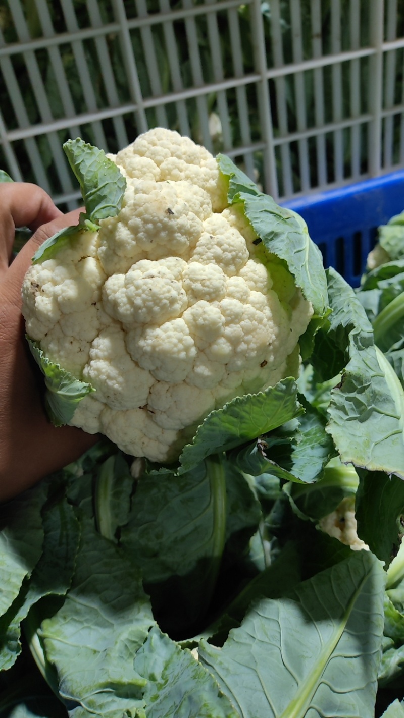 白花菜实花菜江苏白花菜基地直发大量上市超市
