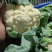 白花菜实花菜江苏白花菜基地直发大量上市超市