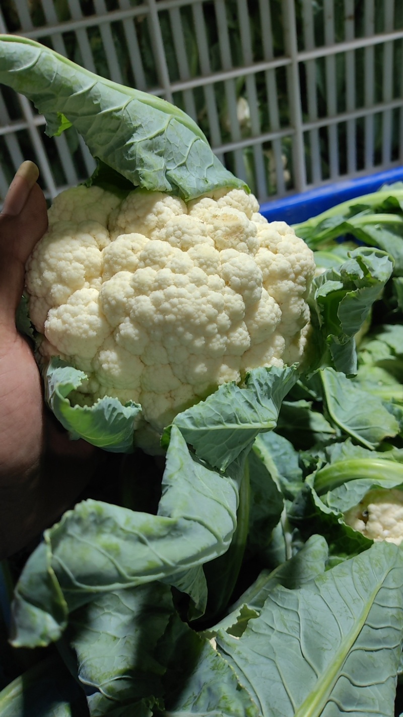 白花菜实花菜江苏白花菜基地直发大量上市超市