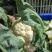 白花菜实花菜江苏白花菜基地直发大量上市超市