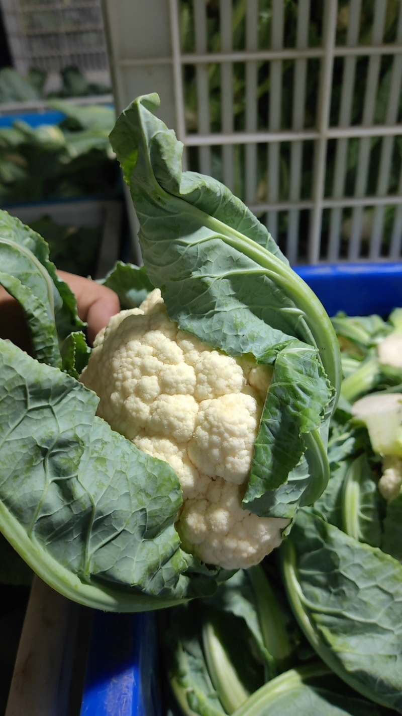 白花菜实花菜江苏白花菜基地直发大量上市超市