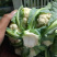 白花菜实花菜江苏白花菜基地直发大量上市超市