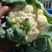白花菜实花菜江苏白花菜基地直发大量上市超市