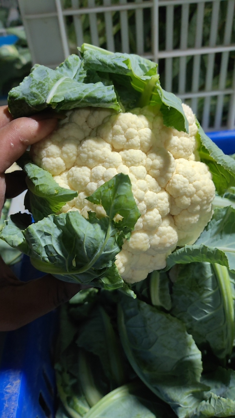 白花菜实花菜江苏白花菜基地直发大量上市超市