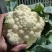 白花菜实花菜江苏白花菜基地直发大量上市超市