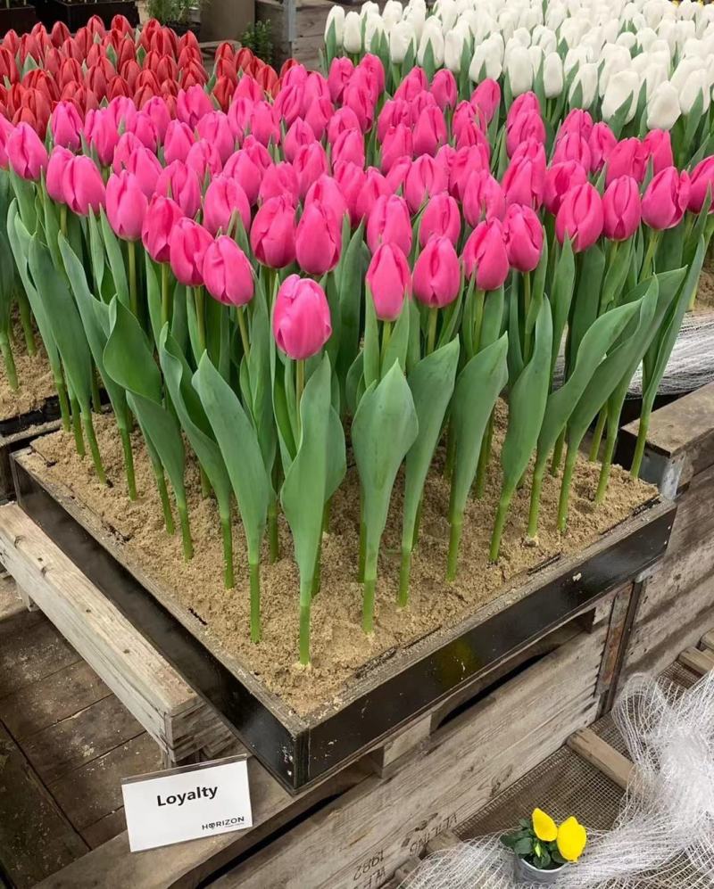郁金香种球郁金香苗、盆栽、园林色块、庭院花海、公园花海