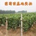 无籽红提葡萄苗无籽红提子葡萄树苗红提葡萄树苗盆栽地栽当年