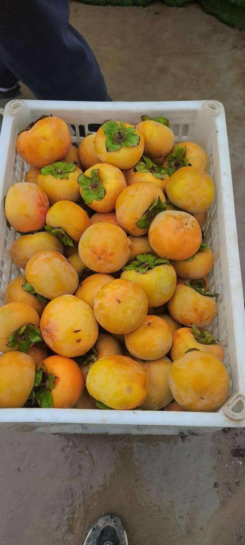 大量供应水果脆柿！价位不高。欢迎全国哥弟电商市场商场对接