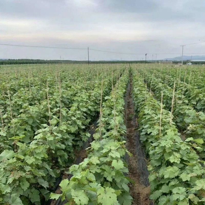 户太8号葡萄苗耐寒爬藤沪太八号葡萄树苖北南方庭院种植当年