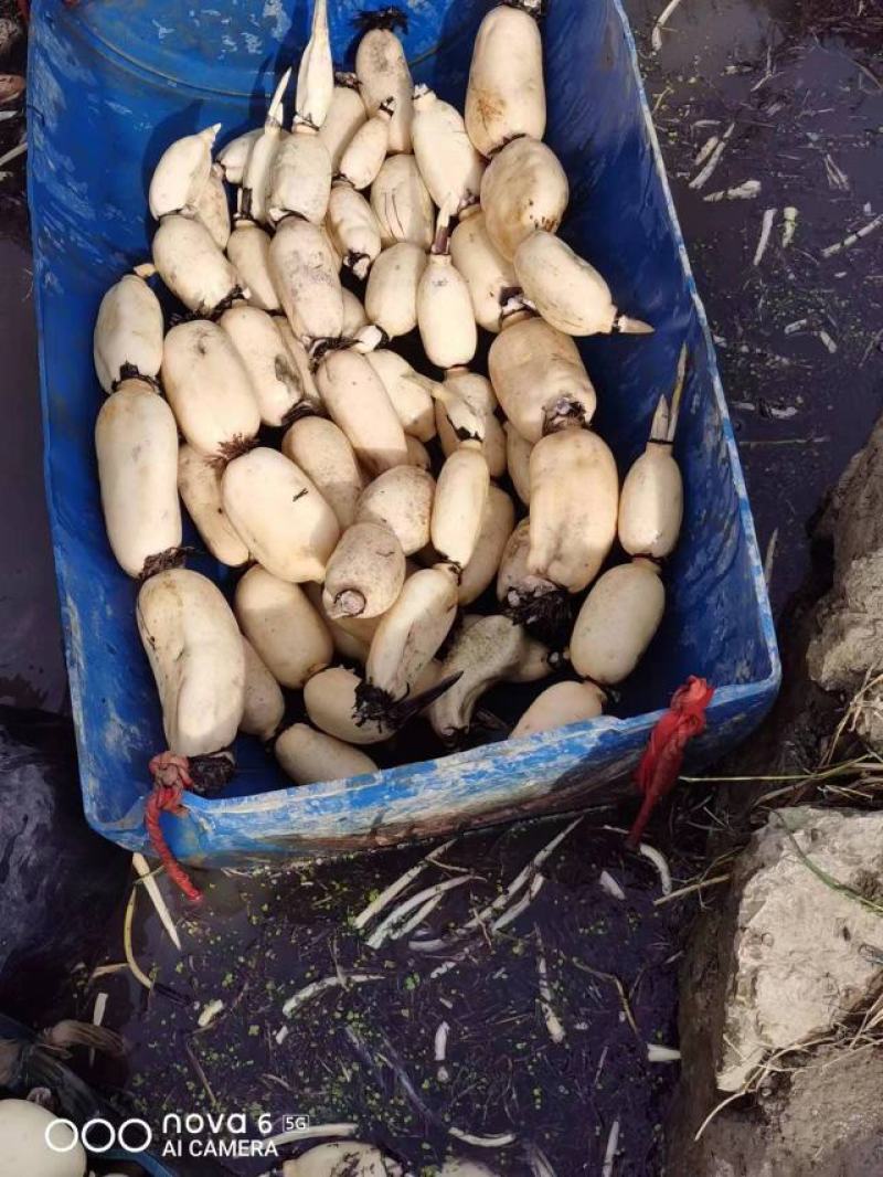 莲藕，品种齐全，量大价优，质量三包，欢迎询价