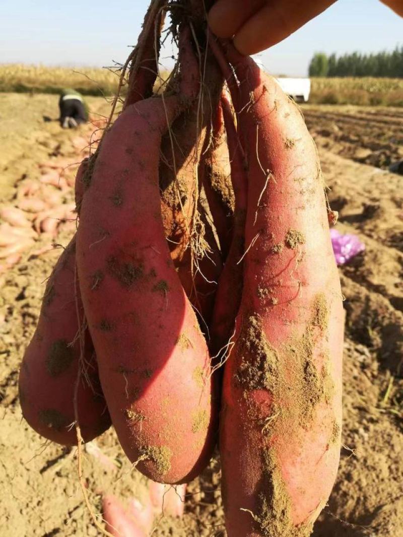 红薯大量上市品质保证质量上乘支持视频看货欢迎来电