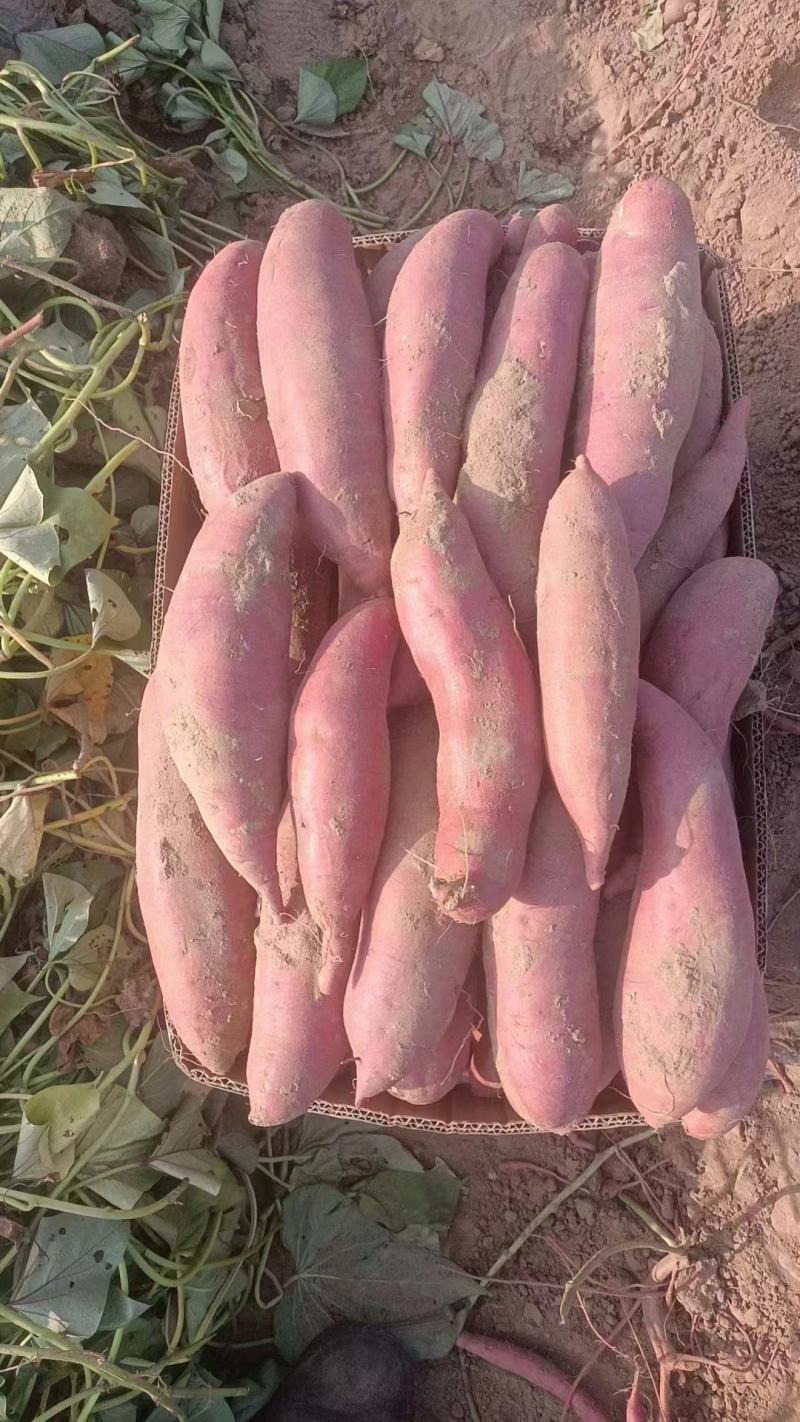 红薯大量上市品质保证质量上乘支持视频看货欢迎来电