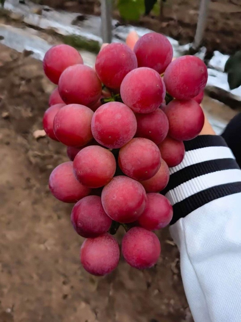 新品种妮娜皇后葡萄树苗当年结果南北方种植盆栽地栽果树苗包