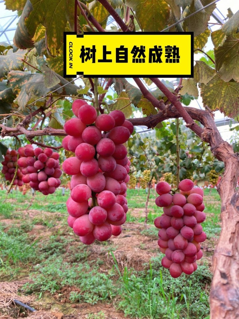 新品种妮娜皇后葡萄树苗当年结果南北方种植盆栽地栽果树苗包
