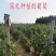 新品种妮娜皇后葡萄树苗当年结果南北方种植盆栽地栽果树苗包