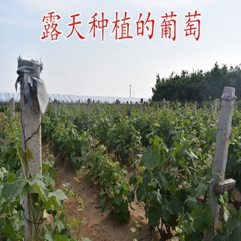新品种妮娜皇后葡萄树苗当年结果南北方种植盆栽地栽果树苗包