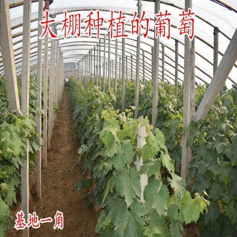 新品种妮娜皇后葡萄树苗当年结果南北方种植盆栽地栽果树苗包