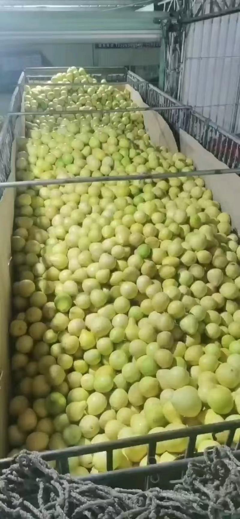 【热卖中】精品白心柚产地批发大量供应甜度高水分足