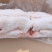 猪蹄-肥猪一级混蹄，质量如图，图啥样，货就啥样，常年接单