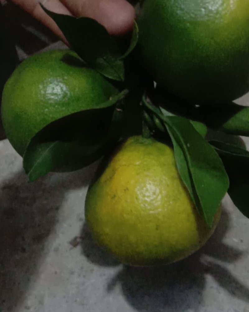 湘西蜜桔，蜜柚，猕猴桃