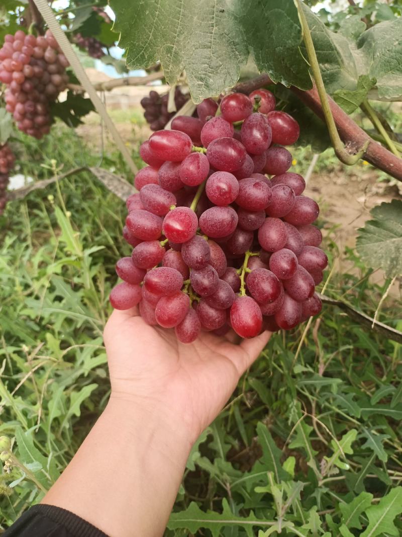 克伦生葡萄批发，澳洲无核葡萄基地，红玫瑰葡萄产地