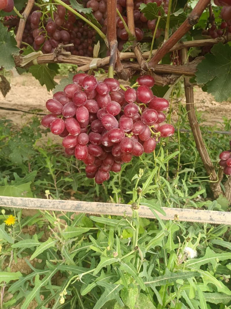 克伦生葡萄批发，澳洲无核葡萄基地，红玫瑰葡萄产地