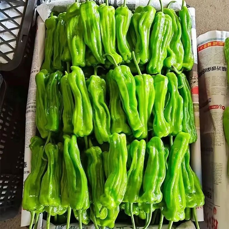 (优质)薄皮青椒芜湖椒泡椒货源充足欢迎咨询
