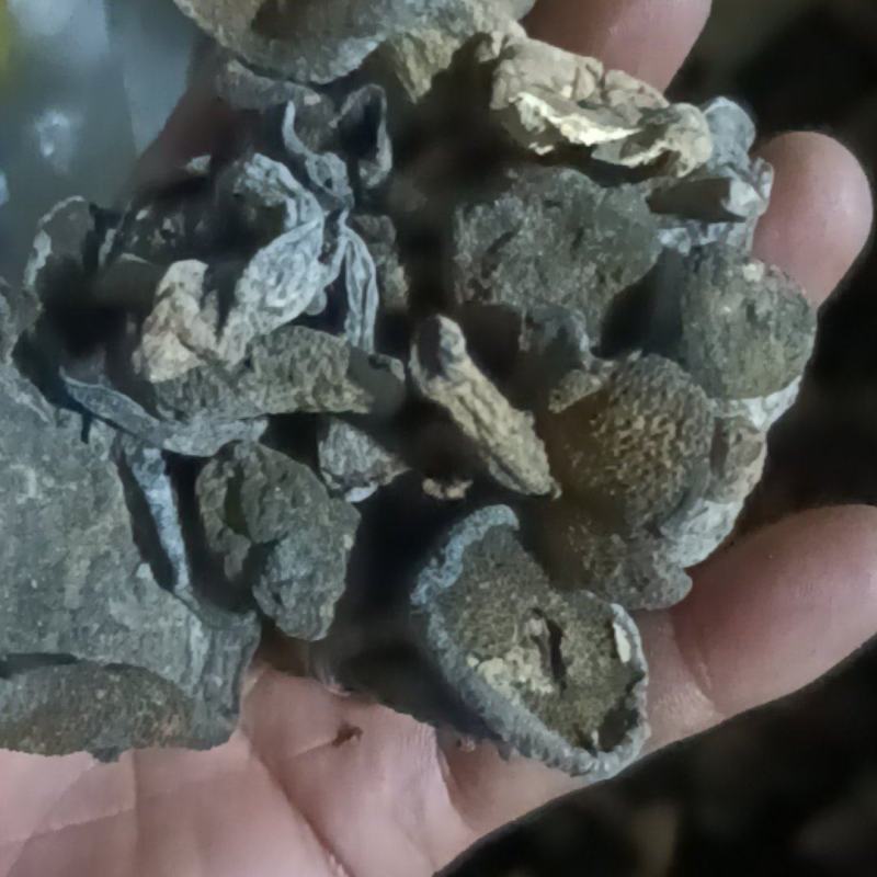 黑蘑菇松树菇黑色自然晒干肉质适中陈货颜色黑味道不是很浓厚