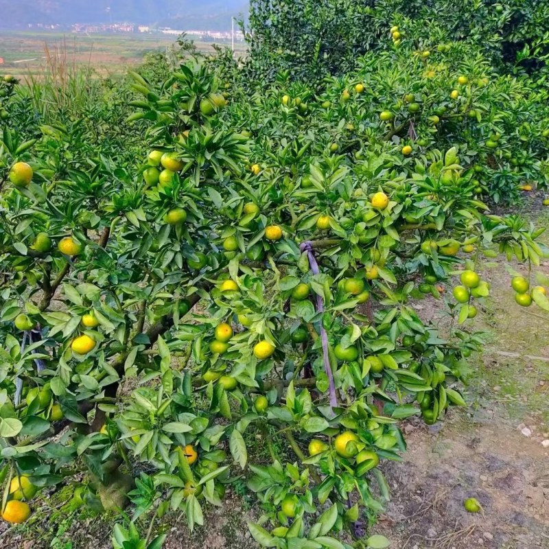 宫川早熟少量上市，需要的老板联系我